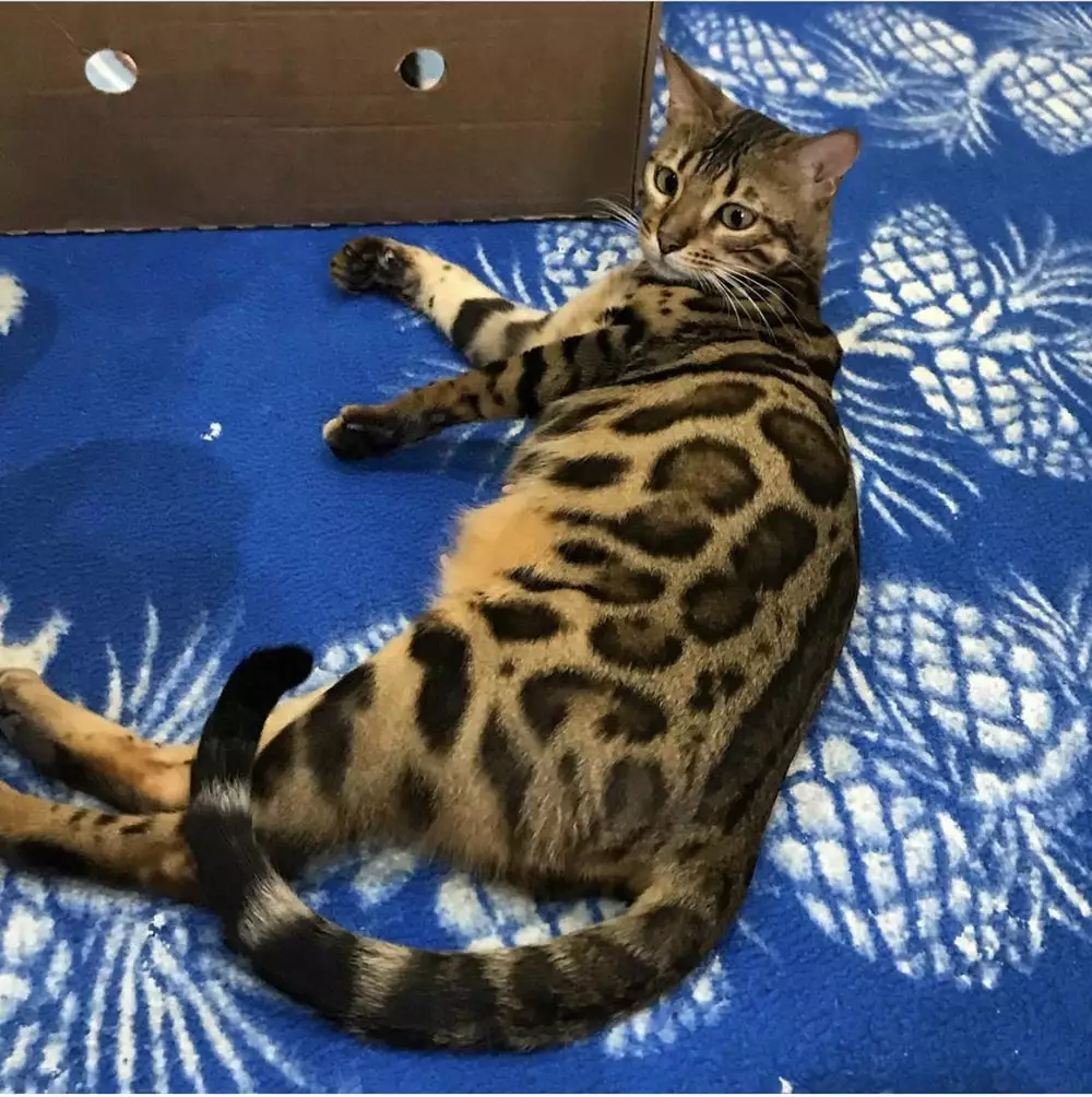 Bengal Cats For Sale Bengal Cat Breeder Bengal Cat For Sale Breeder