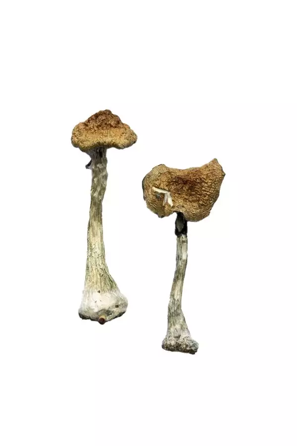 Buy A+ Magic Mushrooms
