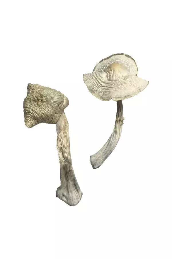 Albino Louisiana Magic Mushrooms