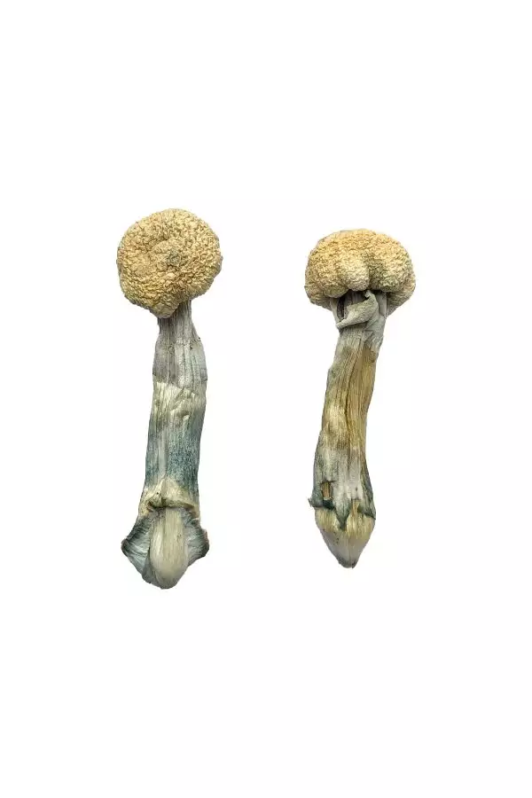 Albino Treasure Coast Magic Mushrooms