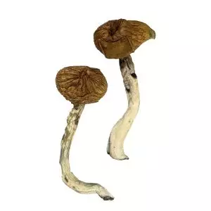 Dancing Tiger Magic Mushrooms