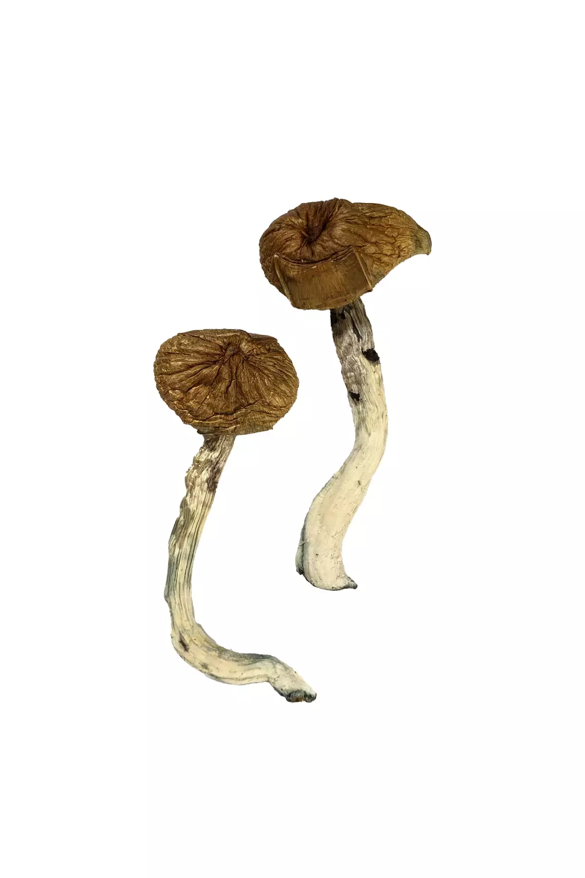 Buy Dancing Tiger Magic Mushrooms online