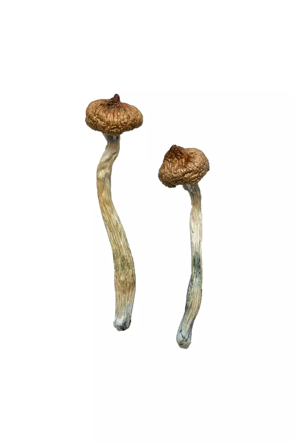 Buy Escondido Magic Mushrooms online