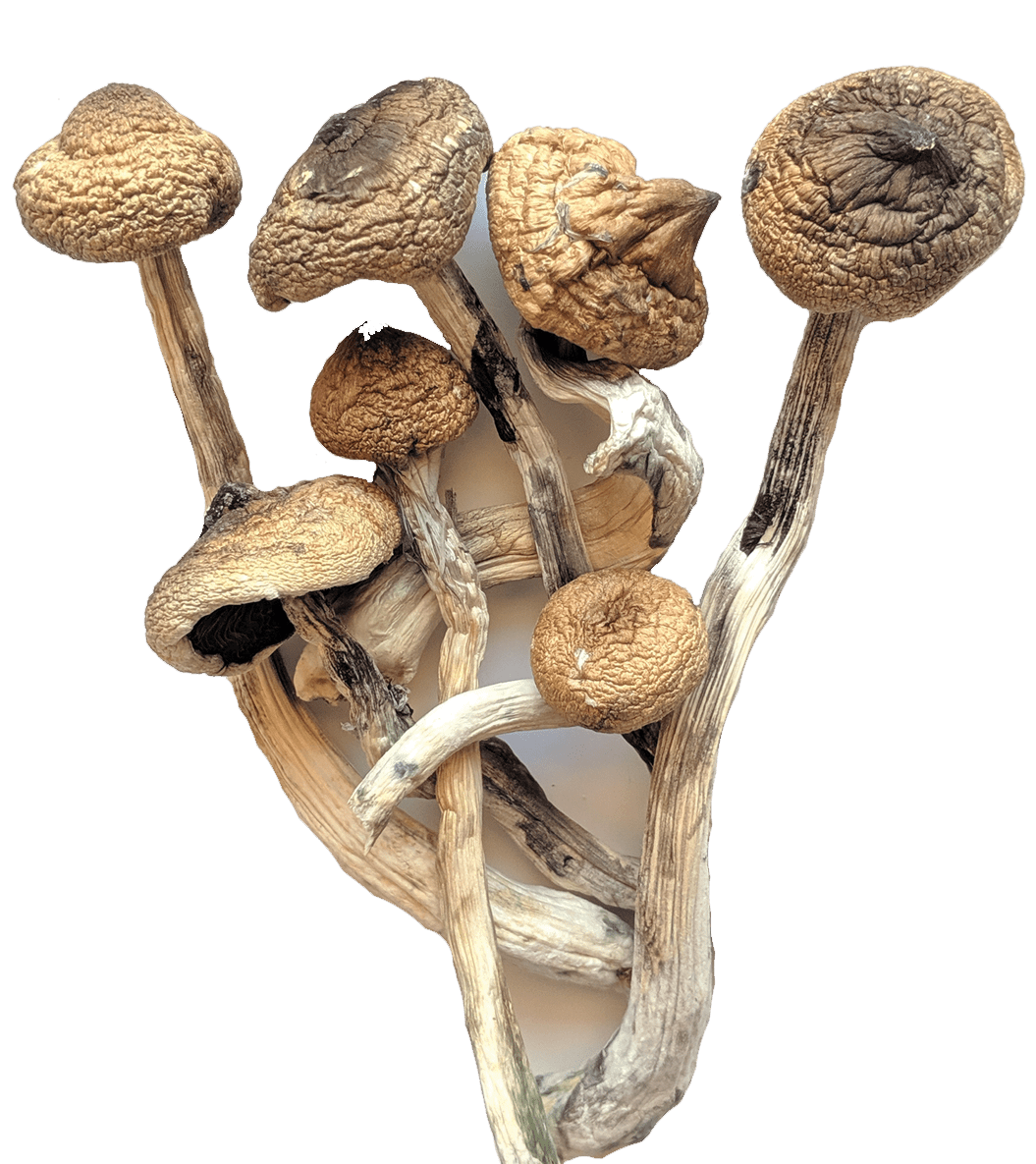 Mushrooms Online