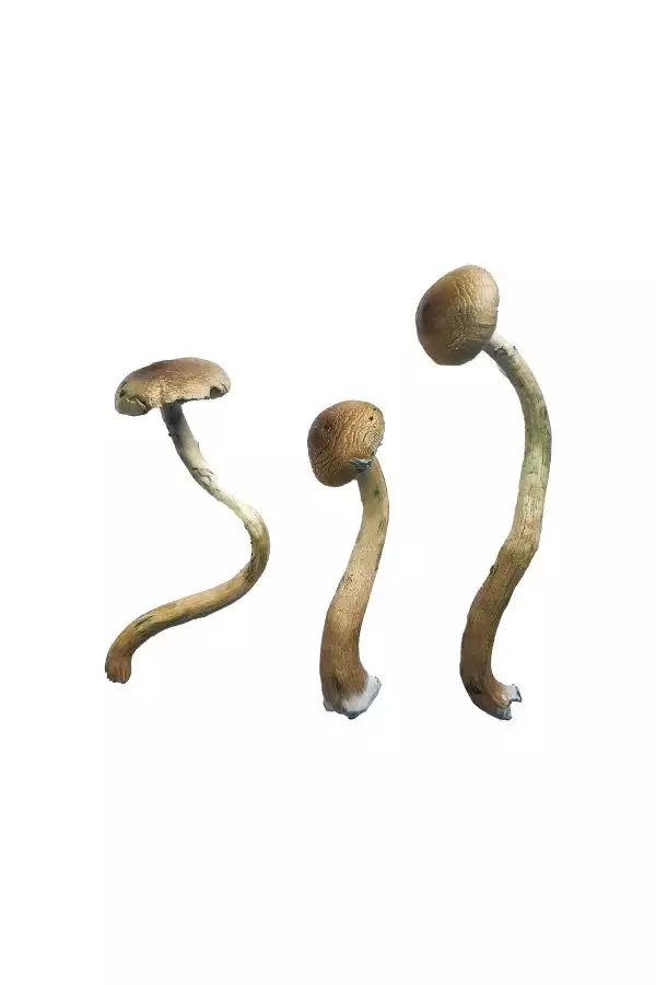 Golden Teacher Special Magic Mushrooms