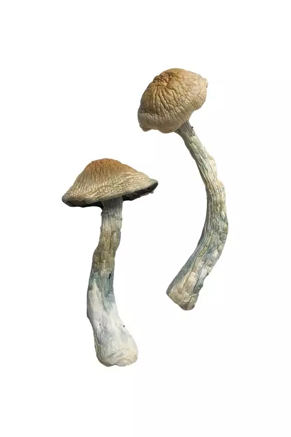 HillBilly Magic Mushrooms