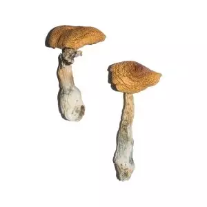 Penis Envy 6 (PE6) Magic Mushrooms