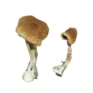 Texas Yellow Cap Magic Mushrooms