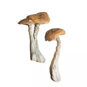 Wavy Caps Magic Mushrooms