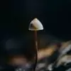 Cheap Magic Mushroom For Sale