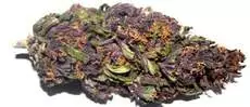 Purple Haze Bud