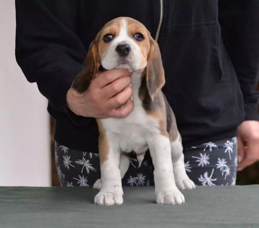 Buy Brown Beagle Puppies Beagle Puppies For Sale Beagle Dog Online