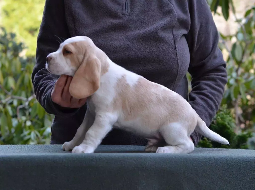 Buy Tan Color Beagle Puppies Online Home Raised 9 Week Beagle