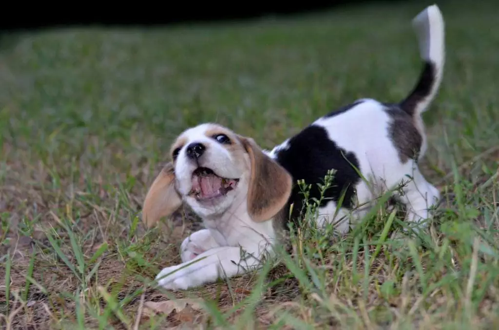 Beautiful Tri Colored Beagles For Sale Buy 9 Weeks Beagle