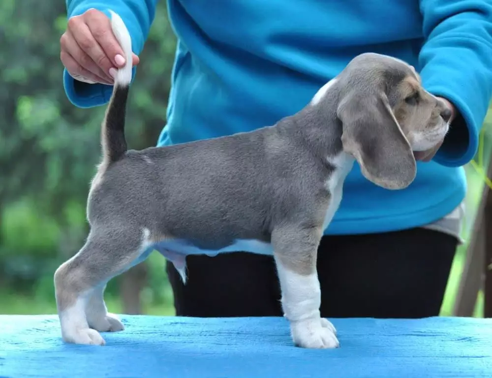 beagle puppies online