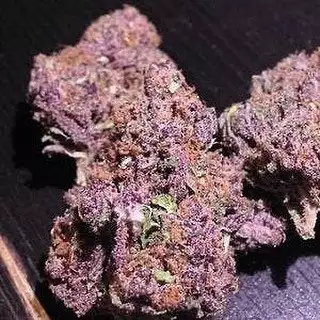 kopa sativa Purple