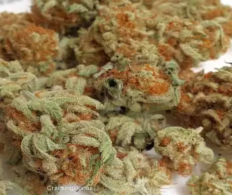 C4 cannabis strain