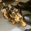 mini long haired dachshund puppies