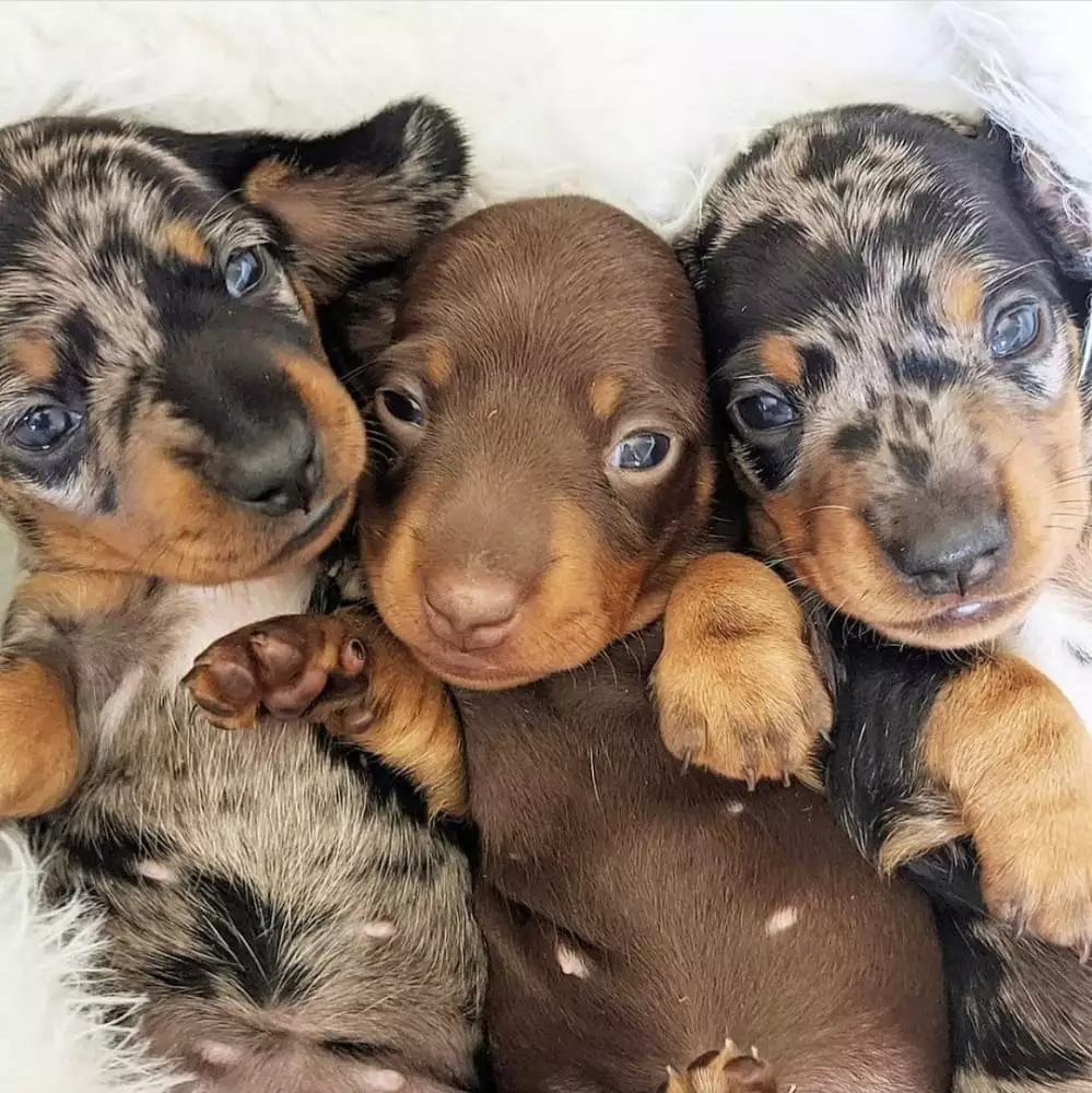 dachshund Puppies for sale near me