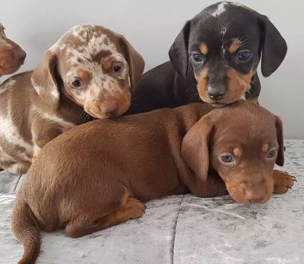 dachshund Puppies for sale near me