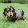 dachshund Puppies for sale near me