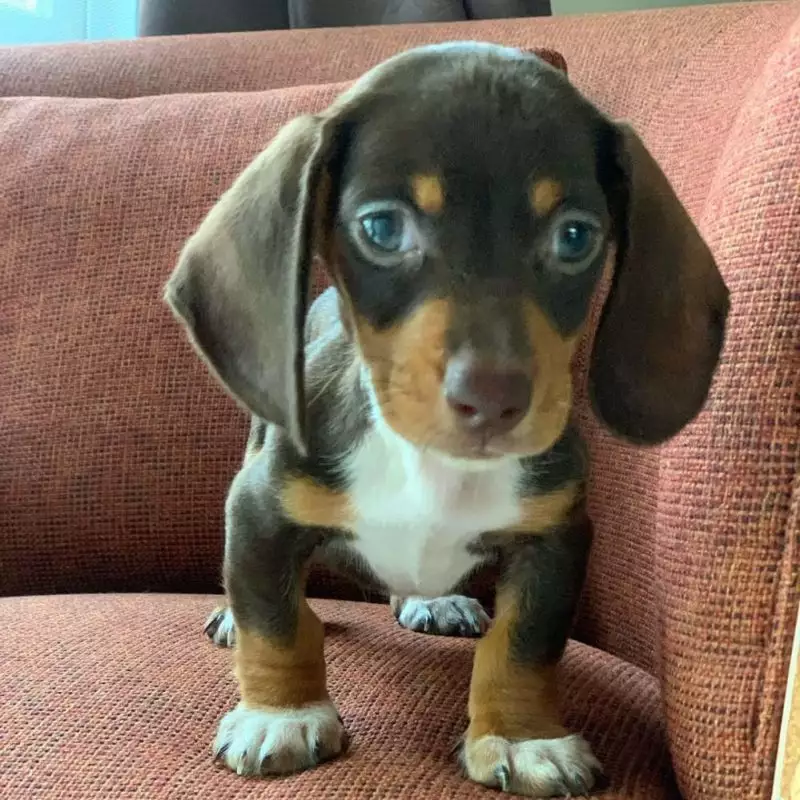 dachshund Puppies for sale