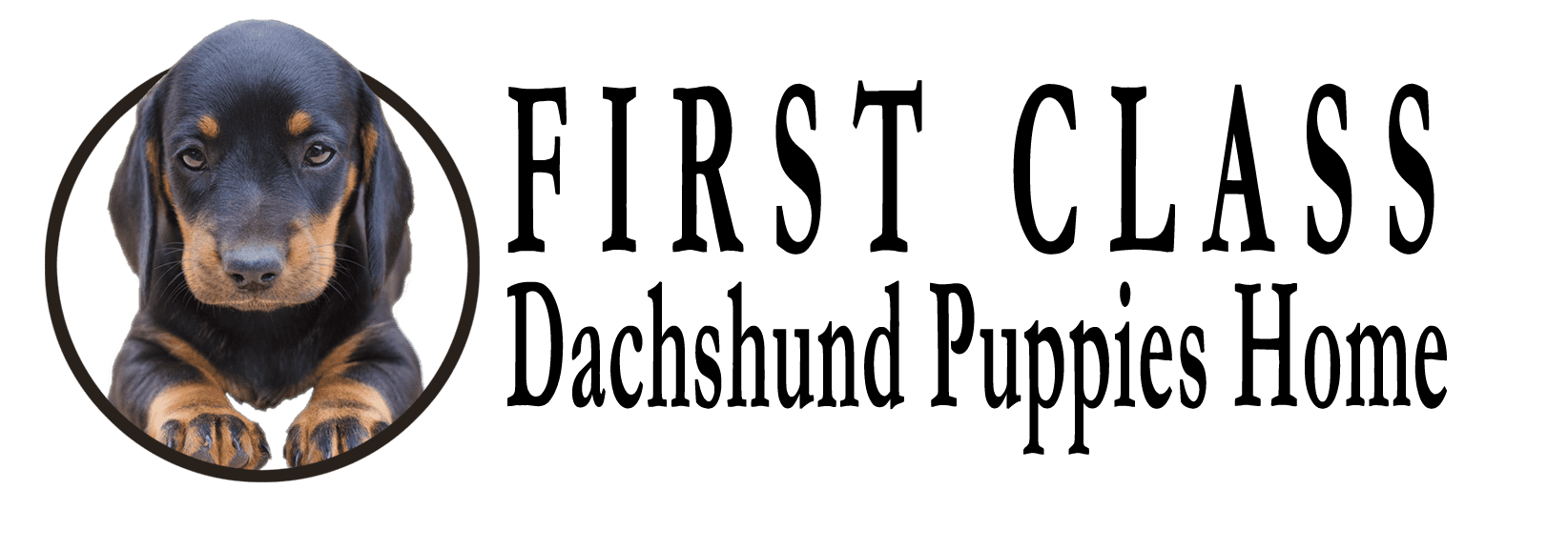 Firstclass Dachshund Puppies Home