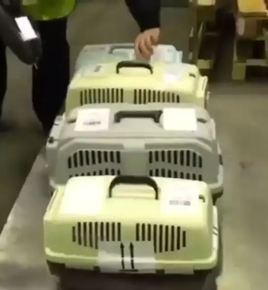 Puppy Shipping Services