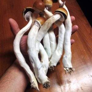 Buy B+ Magic Mushrooms