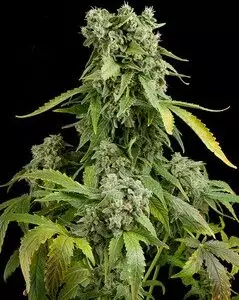 Buy Blue-Cheese Auto Seeds