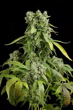Buy Blue-Cheese Auto Seeds