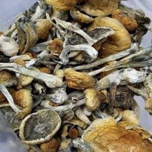 Buy Ecuadorian Magic Mushrooms