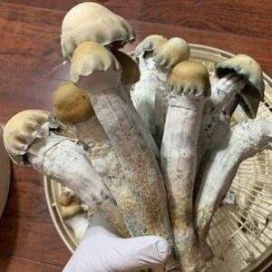 Buy Penis Envy Mushrooms
