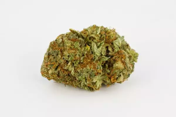 Bianca is a three-way indica-dominant hybrid that brings classic genetics and flavors together. This strain was created by blending a White Widow and Afghan cross with the Empress phenotype White Queen. It grows squat and sturdy plants that produce healthy yields with the proper amount of TLC