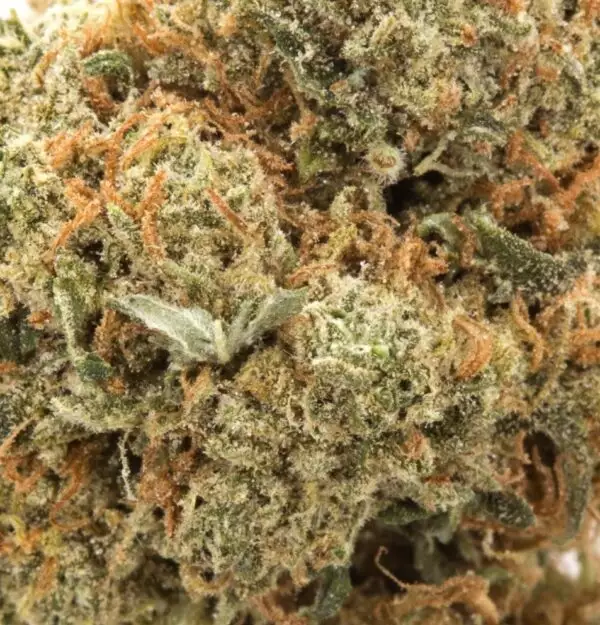 Black Widow is a balanced hybrid marijuana strain made by crossing South American with South Indian Sativa. This strain is known to provide a buzzy head high that is accompanied by relaxing effects. Black Widow smells fruity and a little bit skunky. This strain is extremely potent, ideal for anyone with a high THC tolerance. Medical marijuana patients choose Black Widow to help relieve symptoms associated with muscle spasms, stress and physical pain.