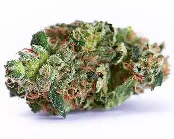 Misty Kush’s genetics include two of the most famous indica plants, White Widow and Northern Lights, along with another strong indica, Shiva. Given its origins, it may be surprising that this strain’s effects tend to be more uplifting and mental than is usually expected from an indica. Misty Kush was created by breeders at Nirvana Seeds and quickly gained a following in its native Amsterdam. Misty are true indicas as plants; they’re short in stature and will flower in 8 to 9 weeks. Indoor growing is best, but the plants’ strong stink may be a problem. This is one of those strains that truly has a “sweet stink” ranging from rotten fruit to old socks. Luckily, the taste is pure sugary goodness.