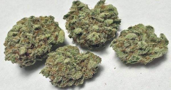 A mysterious clone-only hybrid, Kryptonite is rumored to be a cross between Mendocino Purps and Killer Queen created by breeders at the Bay Area’s famed Oaksterdam University. This strain is a good choice for those seeking to treat serious pain without overwhelming sleepiness. Kryptonite features a musty tropical fruit smell and a sweet, sugary flavor reminiscent of Cinderella 99, one of the parent strains to Killer Queen.