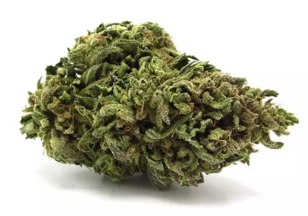 Candy Cane is a 70% indica strain from Crop King Seeds that combines AK-47, Mango, and White Widow genetics. Its sour, fruity taste is followed by long-lasting, euphoric effects that combat stress and tension. Candy Cane autoflowers in 7 weeks and produces moderately high yields in both indoor and outdoor gardens