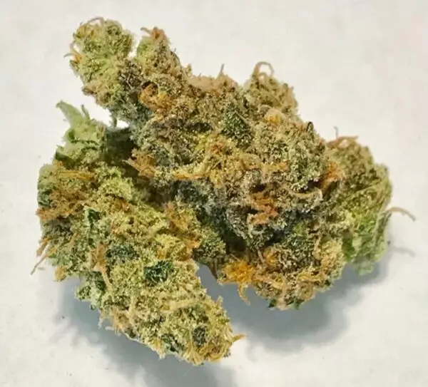 Aurora Indica, bred by Nirvana Seeds, is a 90% indica cross between Afghan and Northern Lights. This strain induces heavy full-body effects and a sedating cerebral calm. Aurora Indica is a potent strain for evening treatment of insomnia, pain, and other conditions requiring a restful night’s sleep. The short plants produce dense, bulky buds dusted in a thick layer of crystal resin. Different phenotypes emerge under different growing conditions, giving way to variable bud structures and aromas ranging from fruity to floral. Nirvana Seeds recommends a 9 to 11-week flowering time for indoor gardens, or a mid-September harvest for outdoor growers.
