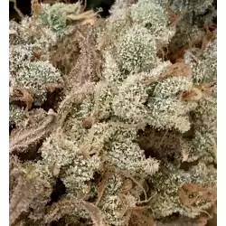 Dwarf Low Flyer is the autoflowering strain that contains 70% indica, 20% sativa and 10% ruderalis genetics. This extra fast flowering strain with small size is based on the combining Early Girl, Low Rider and a ruderalis. The plant develops a compact structure and suits for reduced spaces and hydroponic systems. The flowering period is only 6 weeks. The strain doesn't depend on the light schedule and blooms automatically. It reaches the best results if 12 to 18 hours of light per day. The low THC content of 10% provides a soft natural high.