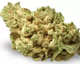 Dutch Treat is a hybrid marijuana strain made by crossing Northern Lights with Haze. This strain produces cerebral effects that will leave you feeling uplifted and euphoric while reducing stress and relaxing the mind. Dutch Treat features a flavor profile that smells like sweet fruits mixed with pine and eucalyptus trees. Growers say this strain has dense, sticky buds that are pungent. Medical marijuana patients choose Dutch Treat to help relieve symptoms associated with fatigue, pain, and PMS. This strain originates from Amsterdam and is a cultural staple among the coffee shops there.