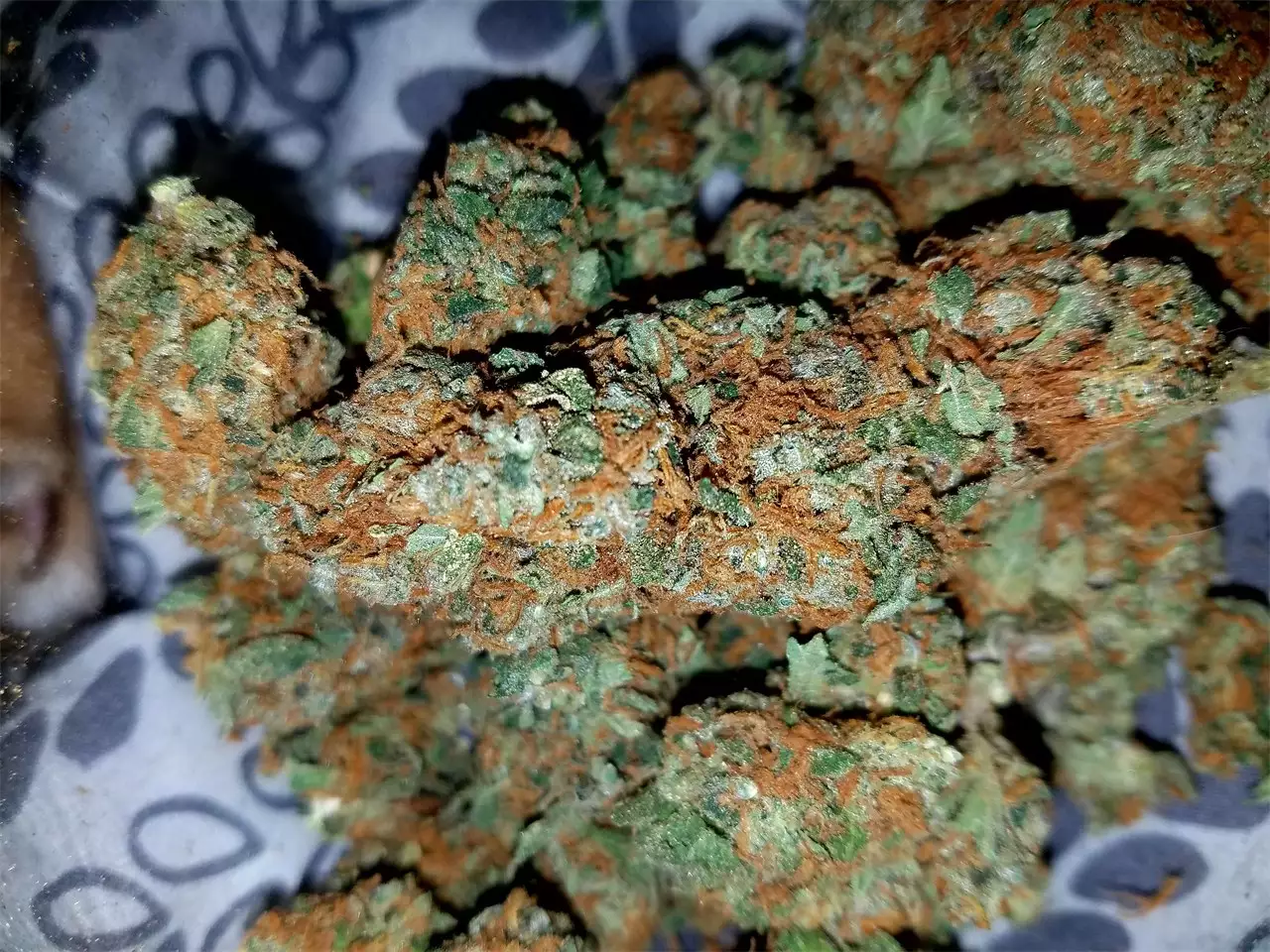 G13 Haze for Sale - Buy G13 Haze Online | ogfast dispenssary shop