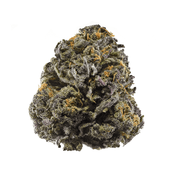 Granddaddy Purple is an indica marijuana strain that goes by many different names, including "Grand Daddy Purp," "Granddaddy Purps," "GDP," and "Grandaddy Purple Kush." Popularized in 2003 by Ken Estes, Granddaddy Purple (or GDP) is a famous indica cross of Mendo Purps, Skunk, and Afghanistan. This California staple inherits a complex grape and berry aroma from its Mendo Purps and Afghanistan parent, while Skunk passes on its oversized, compact bud structure. GDP flowers bloom in shades of deep purple, a contrasting backdrop for its snow-like dusting of white crystal resin. Its potent effects are clearly detectable in both mind and body, delivering a fusion of cerebral euphoria and physical relaxation. While your thoughts may float in a dreamy buzz, your body is more likely to find itself fixed in one spot for the duration of GDP’s effects. Granddaddy Purple is typically pulled off the shelf for consumers looking to combat pain, stress, insomnia, appetite loss, and muscle spasms. GDP blesses growers with massive yields which are ready for harvest following a 60 day flowering time indoors
