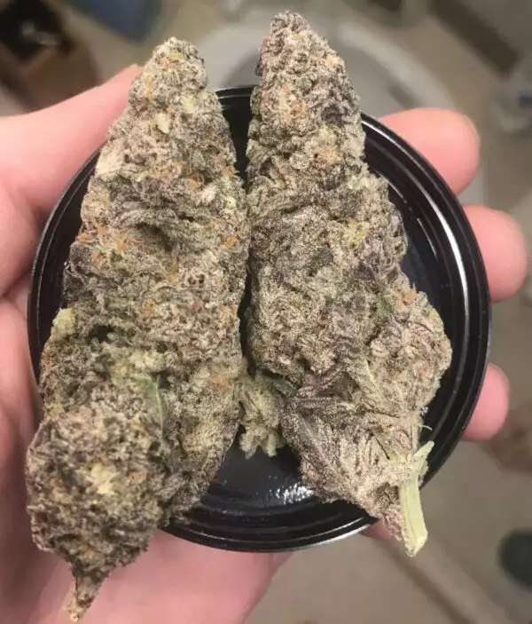 A cross of the famous Do-Si-Dos and OGKB, Sugar Breath has beautiful dense buds coated in trichomes. The aroma is a sweet, gassy blend that also includes notes of pine, incense, vanilla, and cinnamon. The potent high may provide a relaxing evening of laughter and snacks