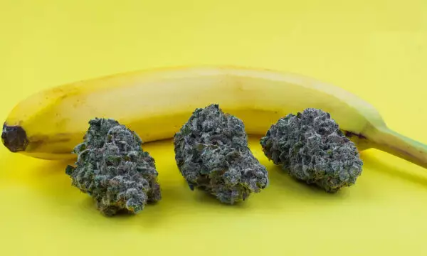 Chiquita Banana by Utoptia Farms takes the Banana OG cut to the next level. A cross between parent strains OG Kush and Banana, Chiquita Banana leads with a potent heady sizzle (likely brought on by the enormous quantity of THC) which then melds into a Kush-esque body buzz that is relaxing but not sedative. These Kush effects continue to gain potency over time, “creeping” over the body. This powerful hybrid is an outstanding option for patients struggling to hurdle their tolerance barrier, and its effects are also well-suited for those suffering from chronic pain or nausea