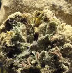 Girl Scout Cookies Moonrocks