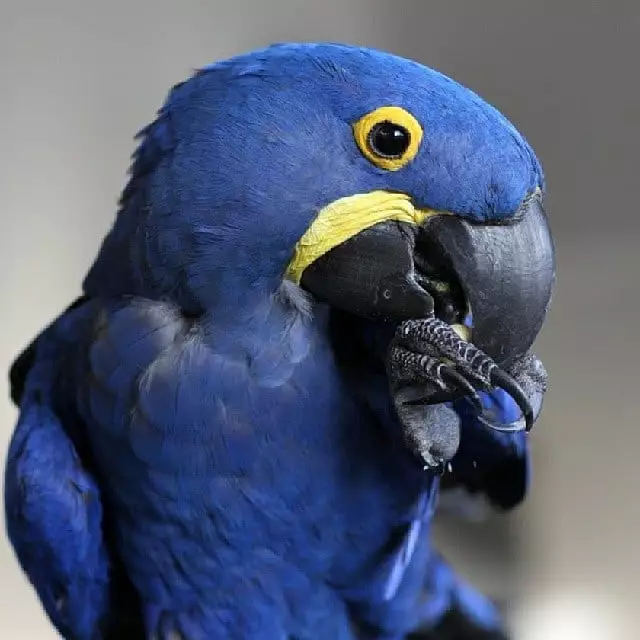 Parrots For Sale Feature image