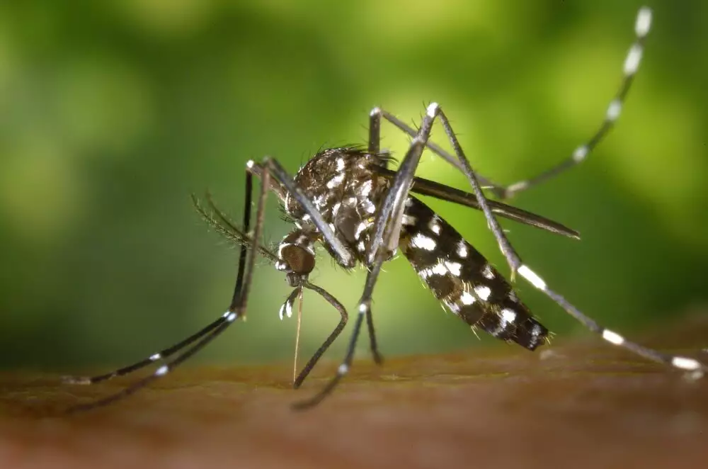 Komary, precz! 8 naturalnych składników domowych repelentów