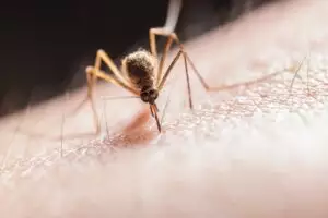 Komary, precz! 8 naturalnych składników domowych repelentów