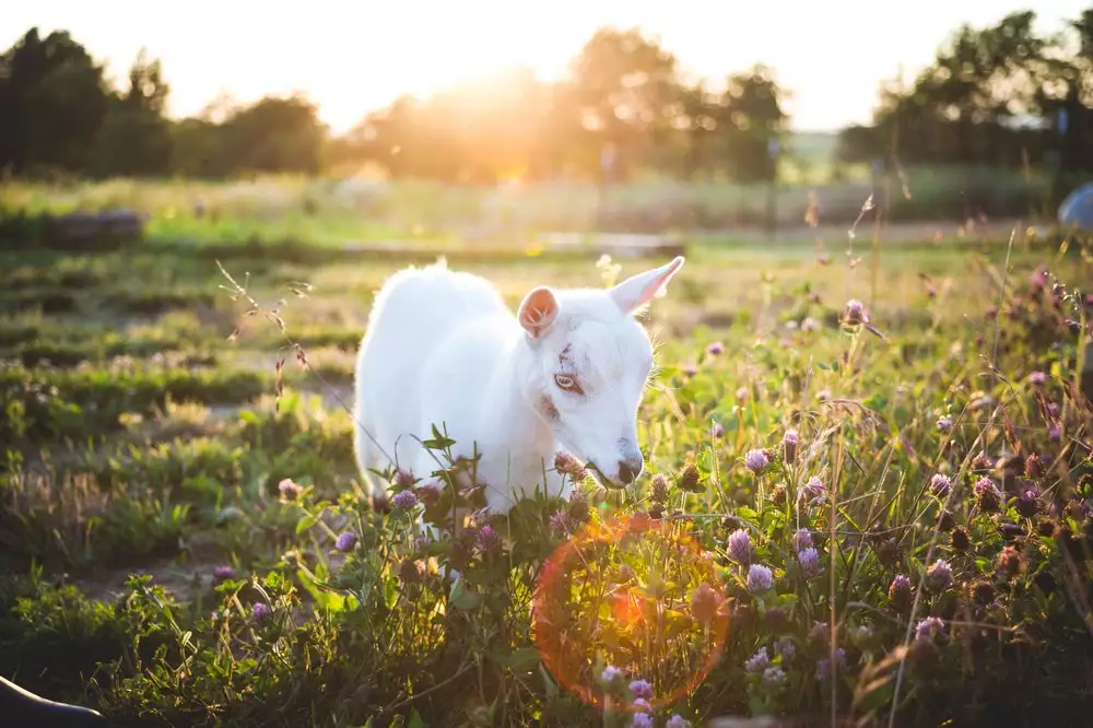 Kozie mleko: 6 właściwości pielęgnacyjnych, które cię mogą cię zaskoczyć
